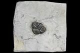 Bargain, Wide, Enrolled Eldredgeops Trilobite - New York #132434-1